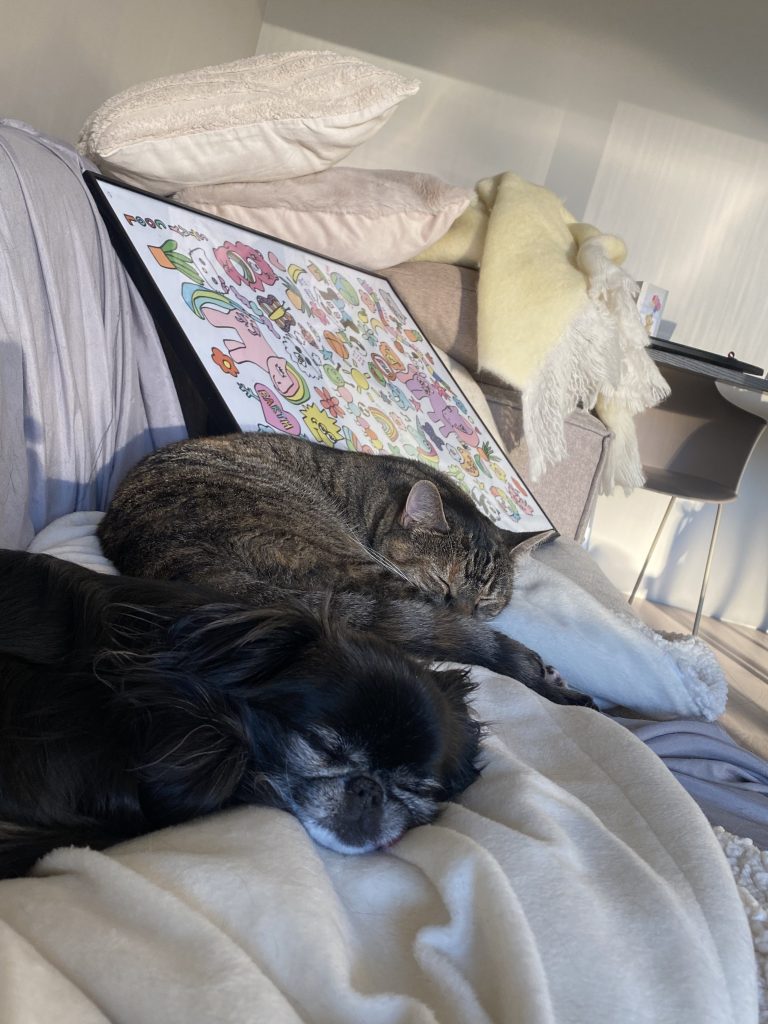 Katt og hund i sofan