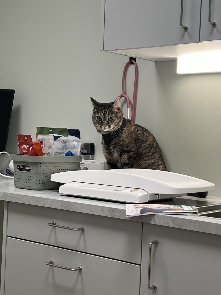 Hutta katt hos veterinær