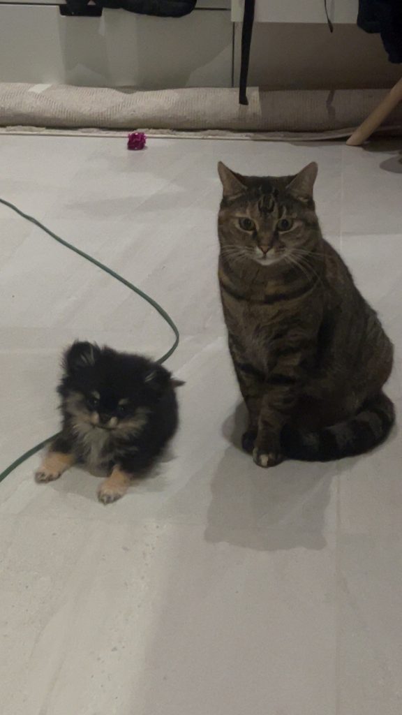 Hutta katt og hund sammen