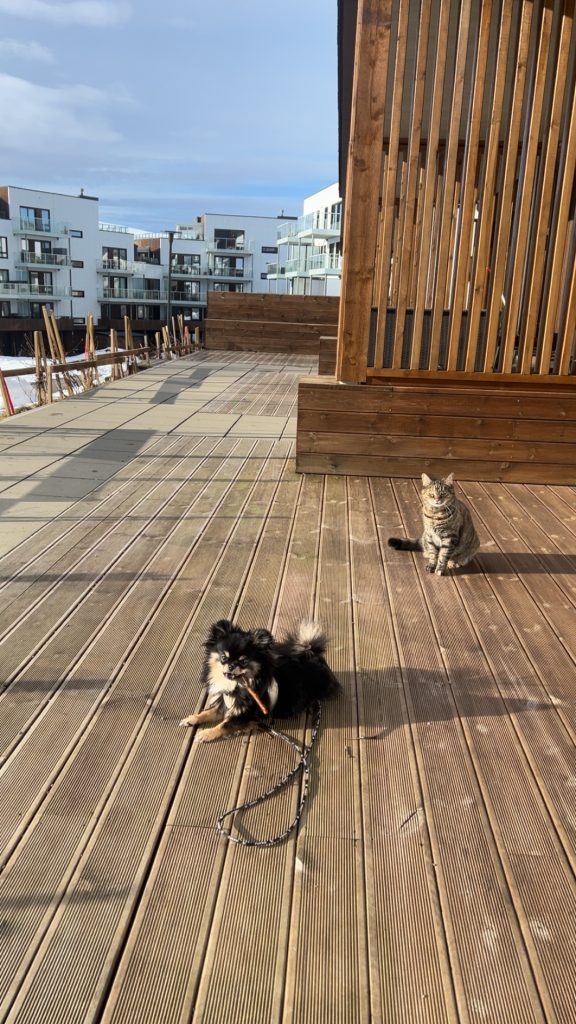 Adoptert katt og hund