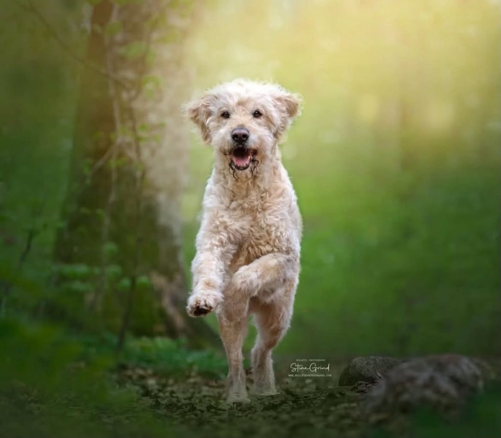 Hund i skogen