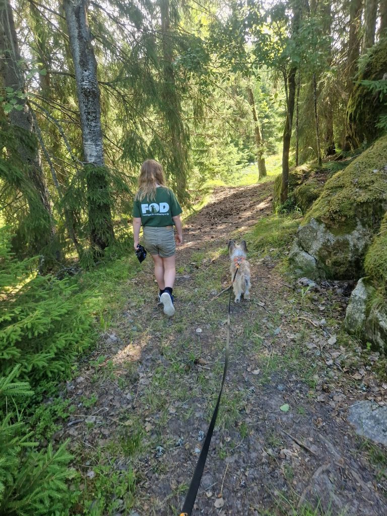 Hund og barn på tur i skogen