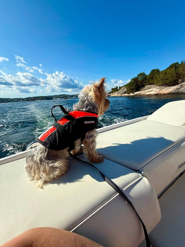 Liten hund på båttur
