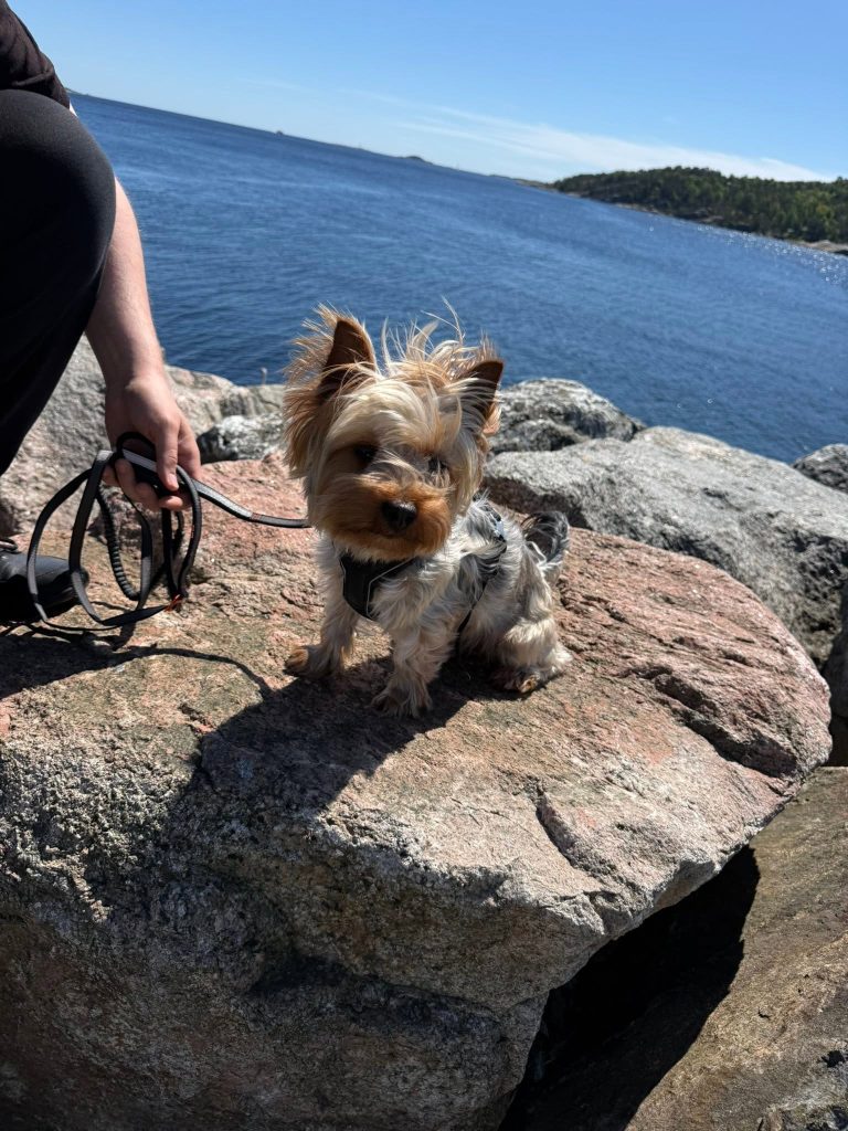 Liten hund på en stein ned mot vannet