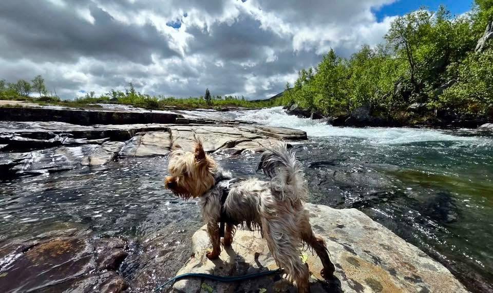 Hund står på en stein i vannet