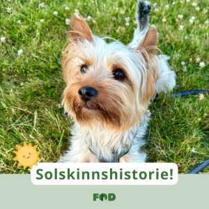 Liten hund i gresset