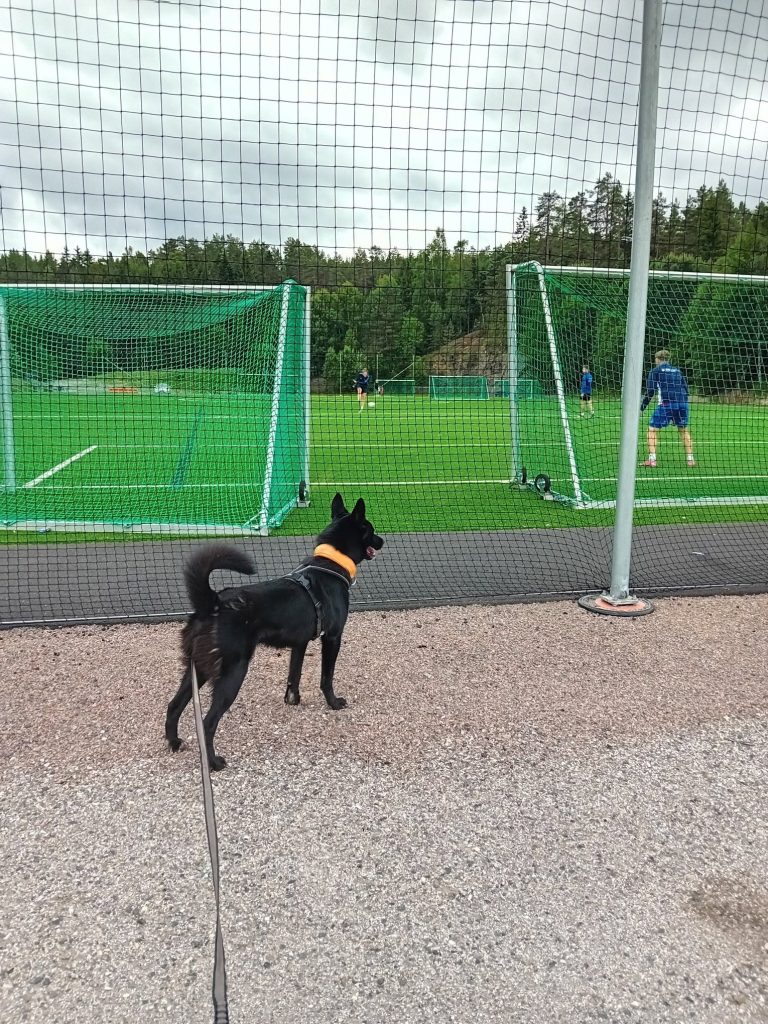 Hund ser på barn som spiller fotball