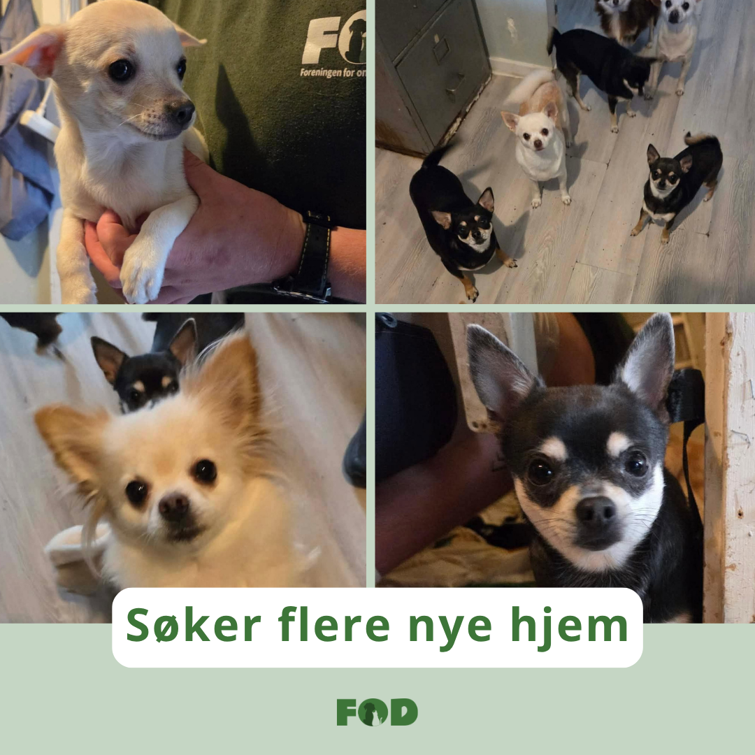 Flere chihuahua hunder